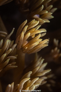 Soft coral_Snoopy Island_Fujairah_May 2026
(Canon RF100,... by Antonio Venturelli 